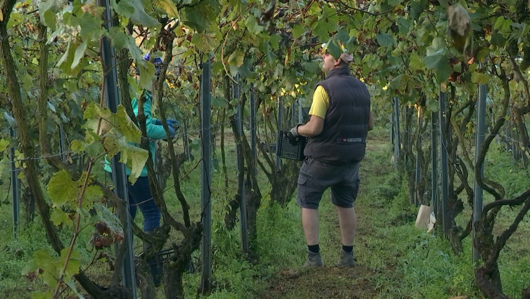 Torgny : les vendanges de cette année s'annoncent désastreuses 