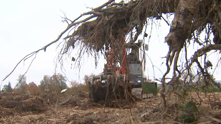 A Attert, de nouvelles essences d'arbres pour lutter contre les scolytes