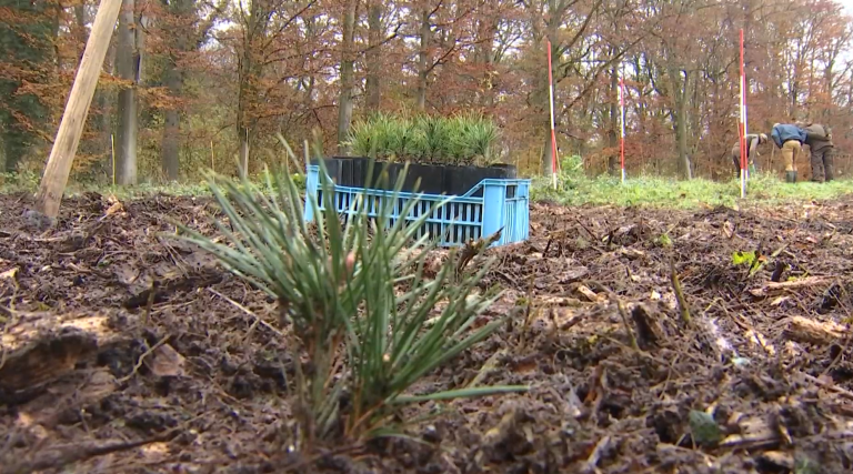 50.000 arbres pour préparer la forêt de demain