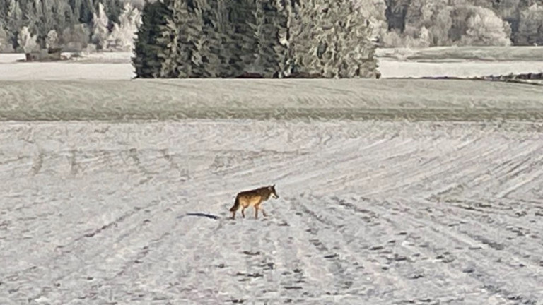 Bourcy - Wincrange (GDL) : un deuxième (?) loup de passage