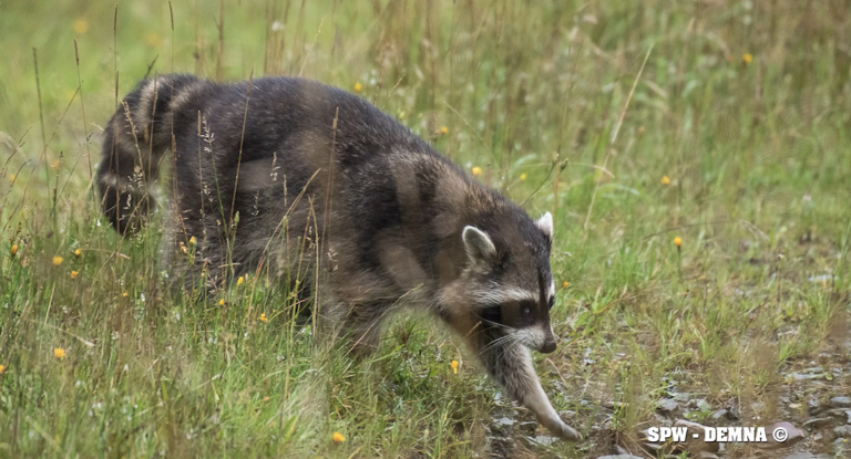 Le raton laveur représente-t-il un danger pour l'homme et la nature ?