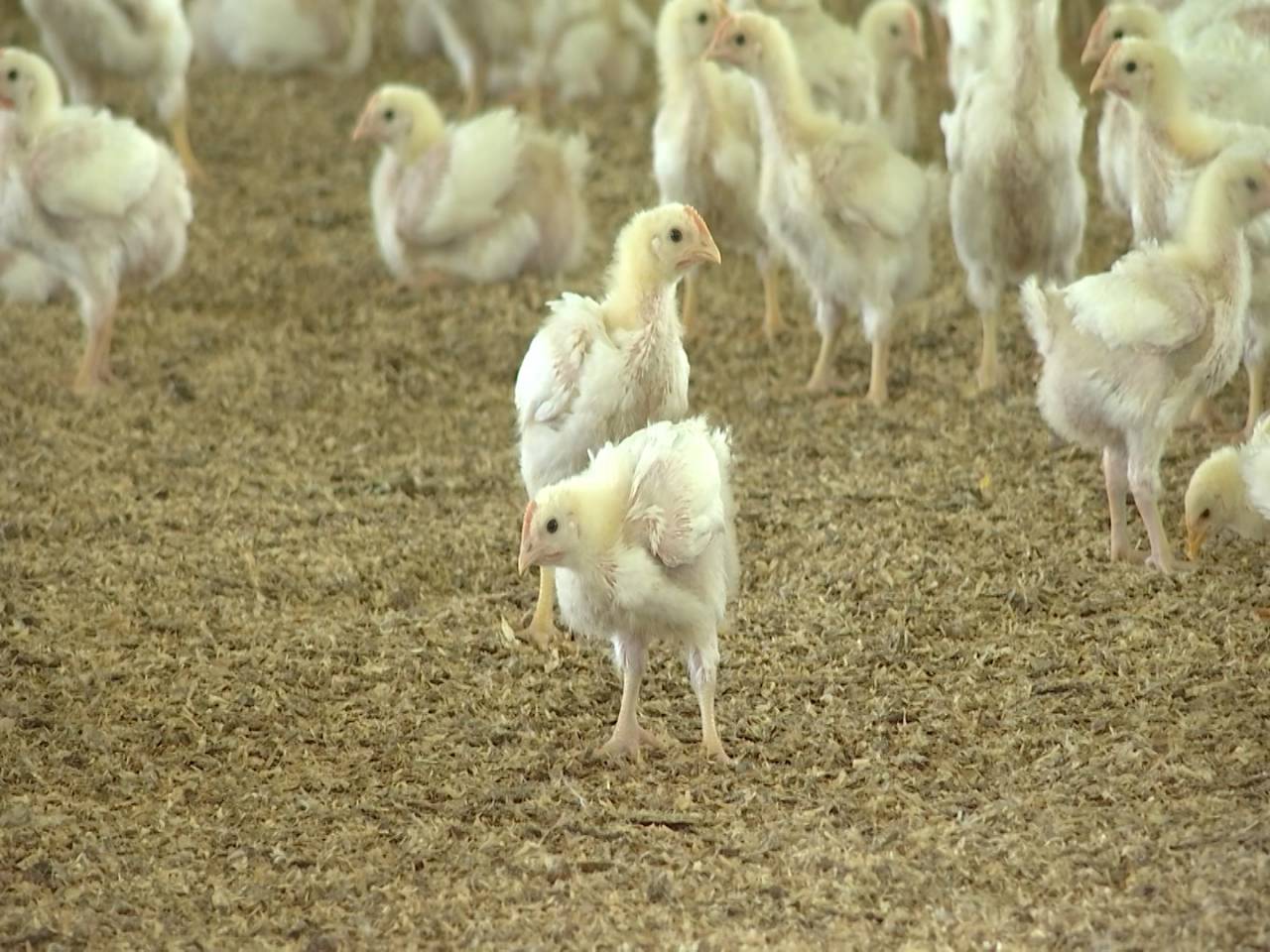 Plus 70% en deux ans, les coûts des aliments au soja pour les poulets explosent.