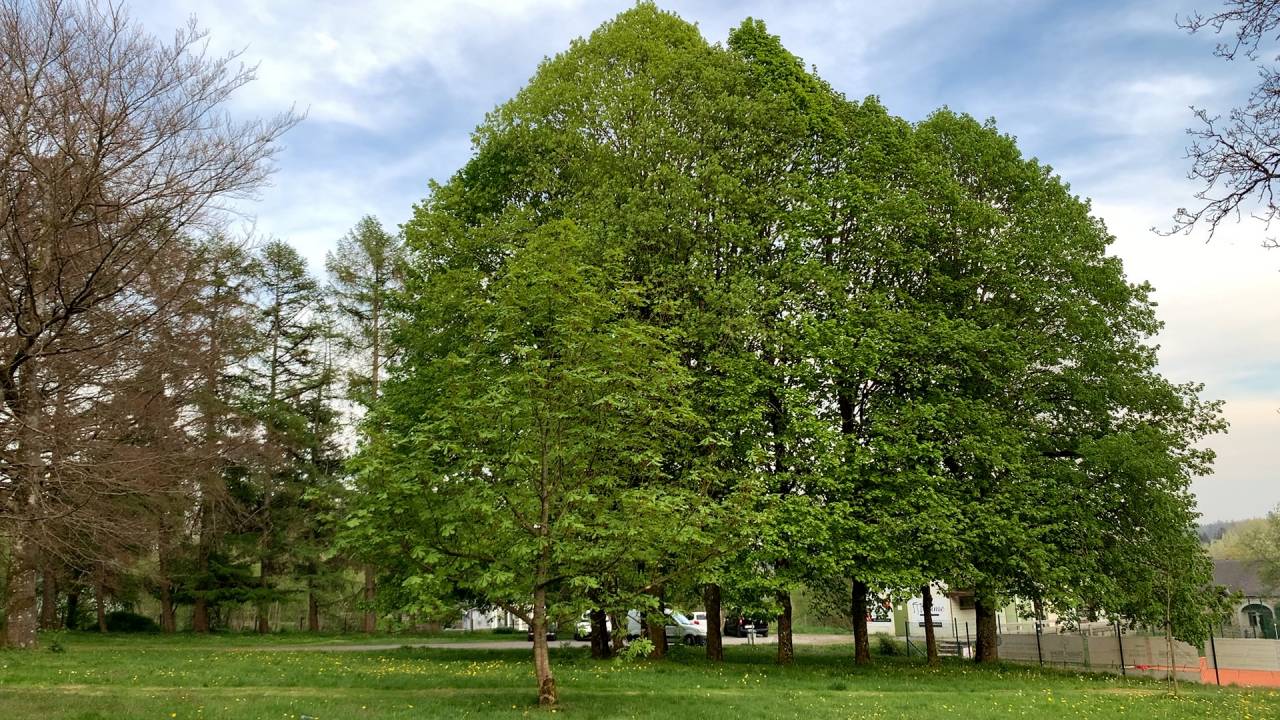 Paliseul. Le parc Francken, futur hâvre dédié à la biodiversité