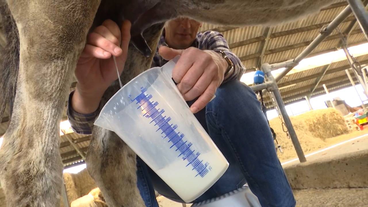 Première traite chez Naturâne qui produit un lait d'anêsse à boire BIO unique en Belgique