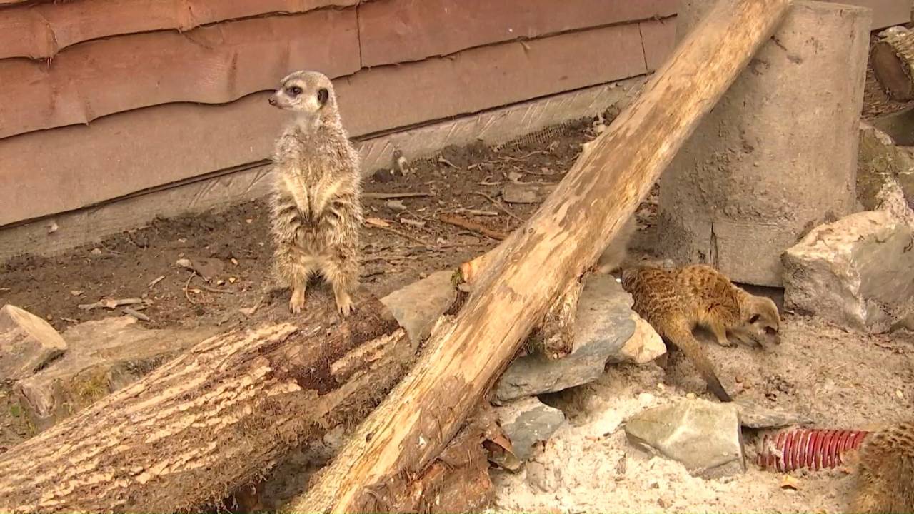 Vaux-sur-Sûre : le Zooparc a accueilli ses premiers visiteurs