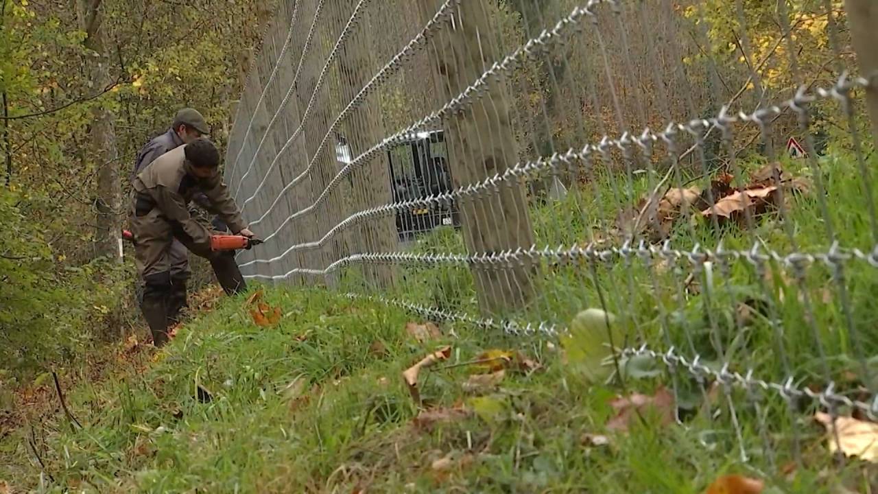 Les clôtures contre la peste porcine seront-elles démontées ? La ministre répond