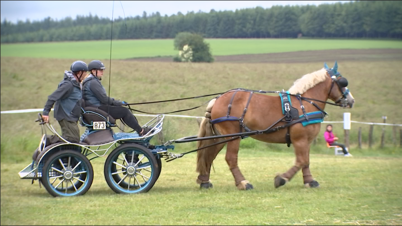 Bertrix : l'Ecurie de la Plaine a organisé son premier concours d'attelage