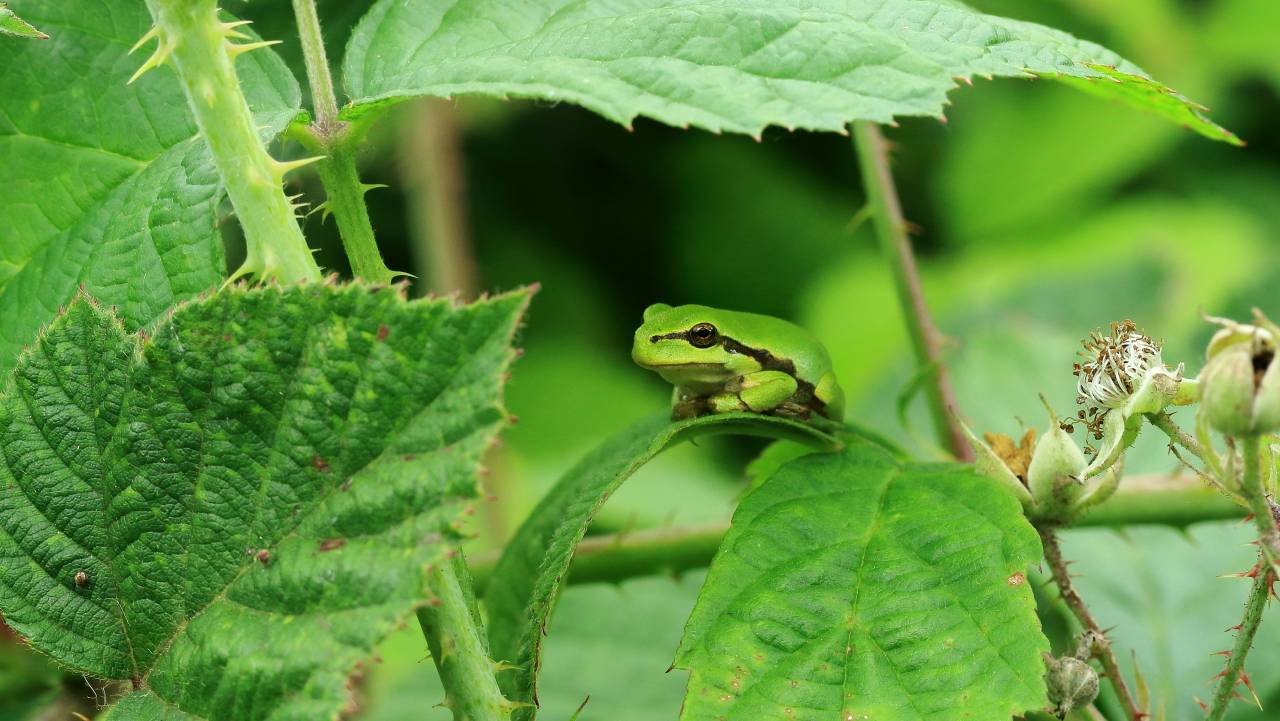 Natagora a débuté la réintroduction de la rainette verte en Famenne et en Gaume