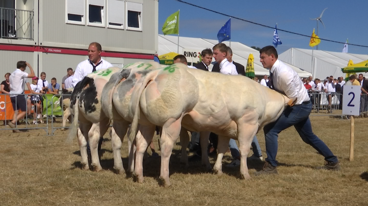 Foire agricole : la race Blanc Bleu Belge de retour sur les rings de concours 