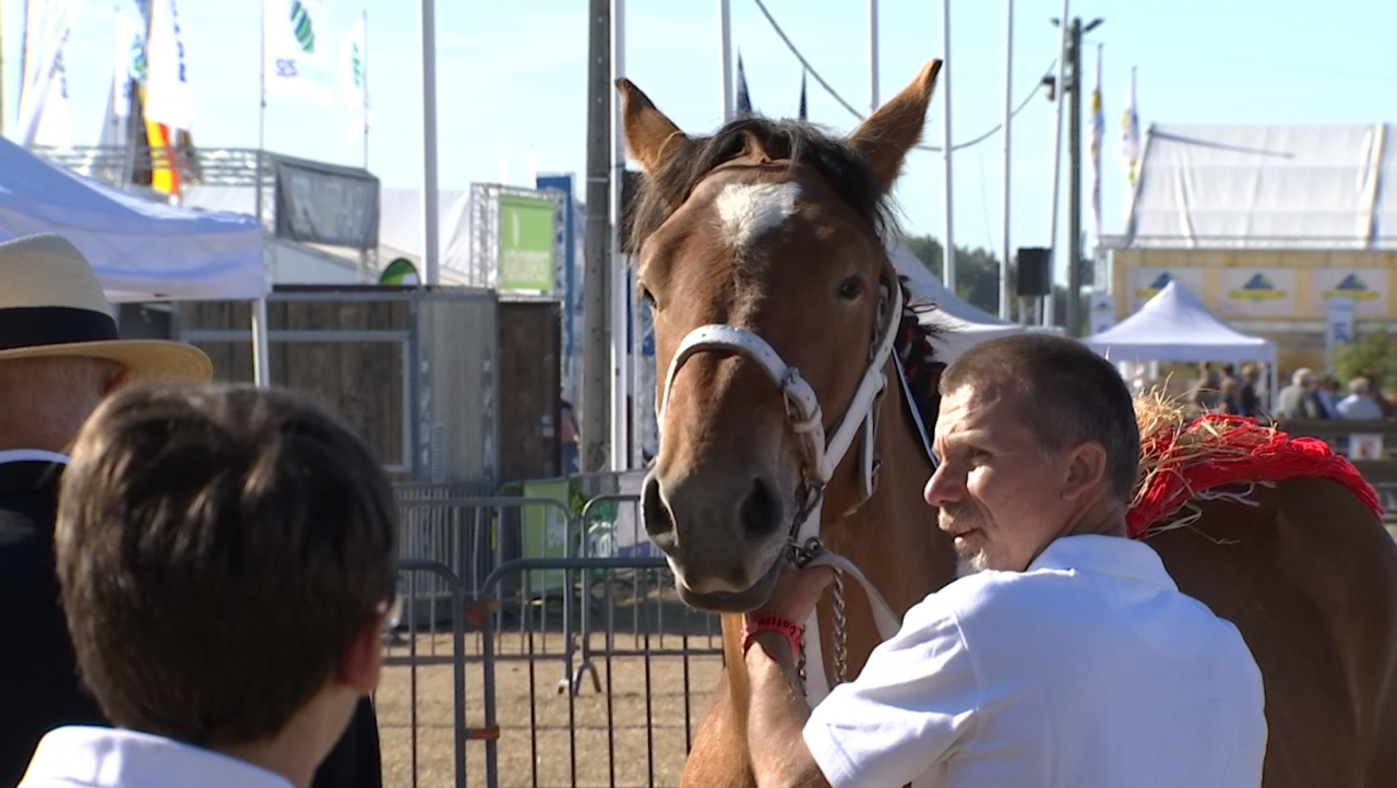 160 chevaux présents pour le 86e concours de la Foire de Libramont