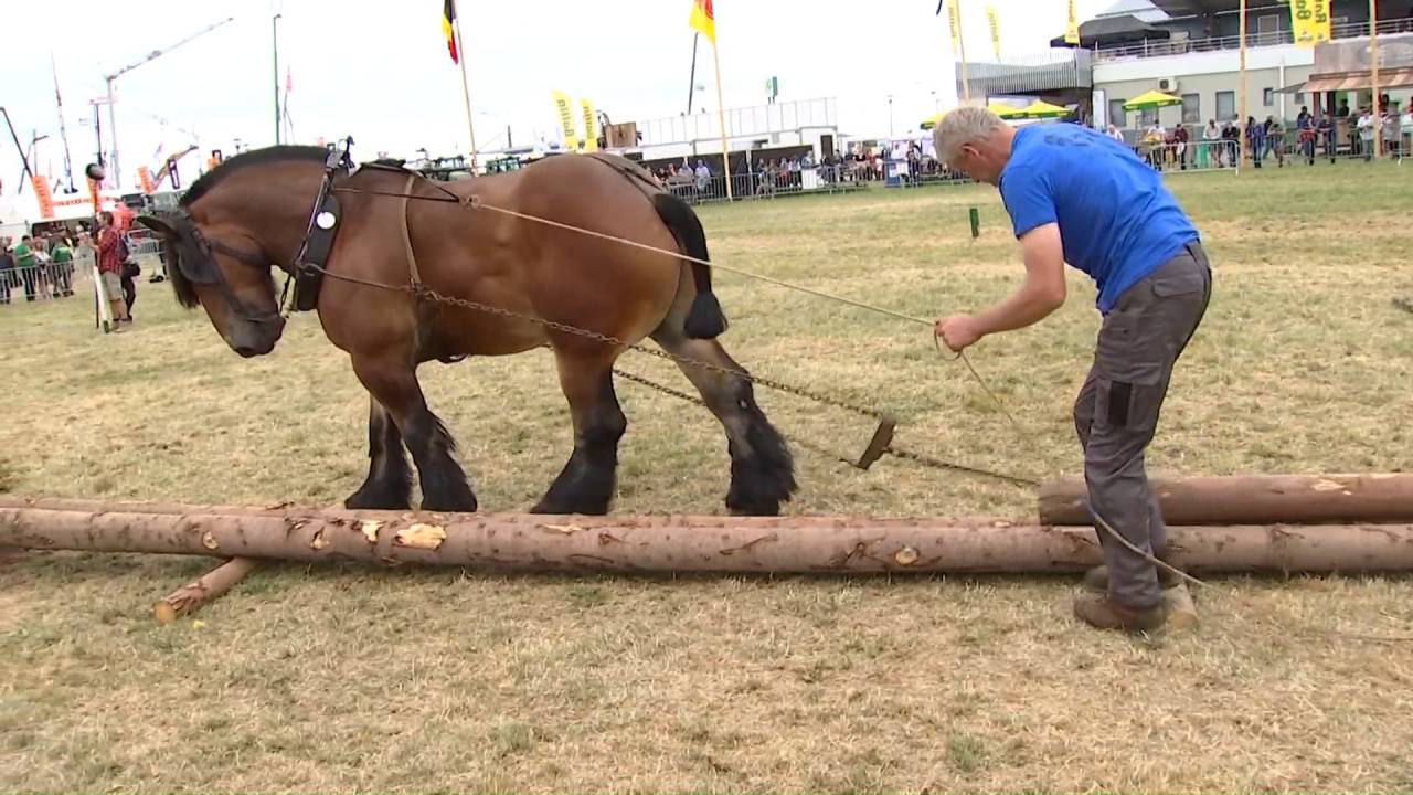 Foire de Libramont : débardeur à cheval, un métier en voie de disparition