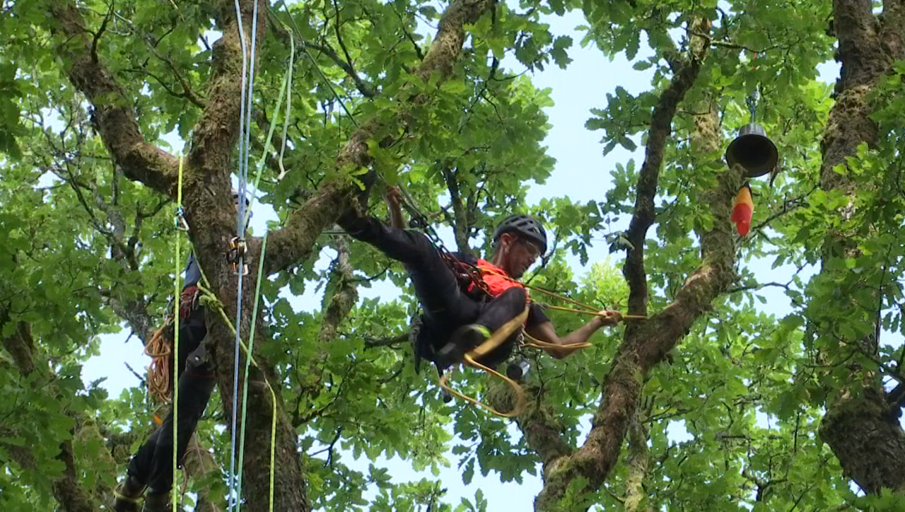 Les arboristes-grimpeurs, "pas que de simples coupeurs de branches"