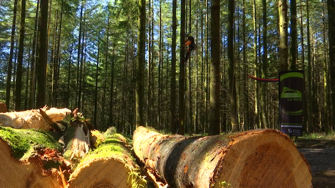 Démo Forest : que faire contre l'exode du bois local ?