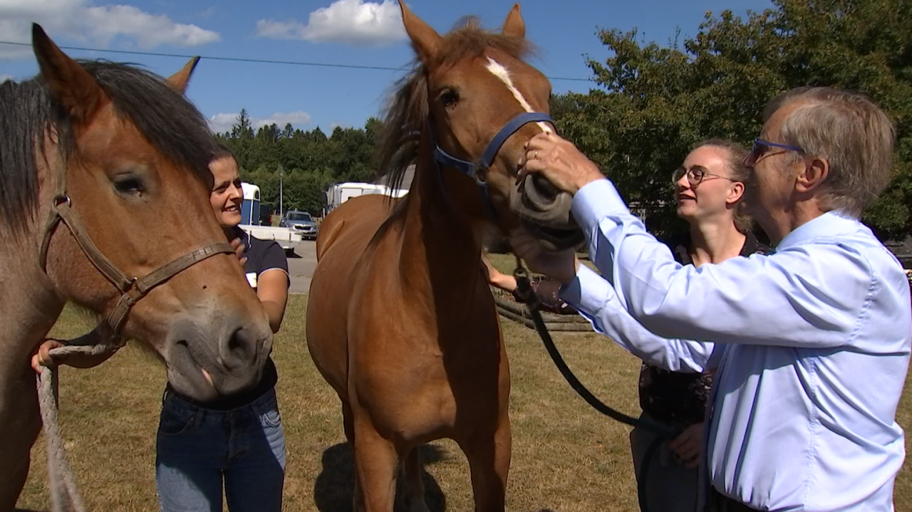 Vielsalm : le centre européen du cheval prêt à se développer