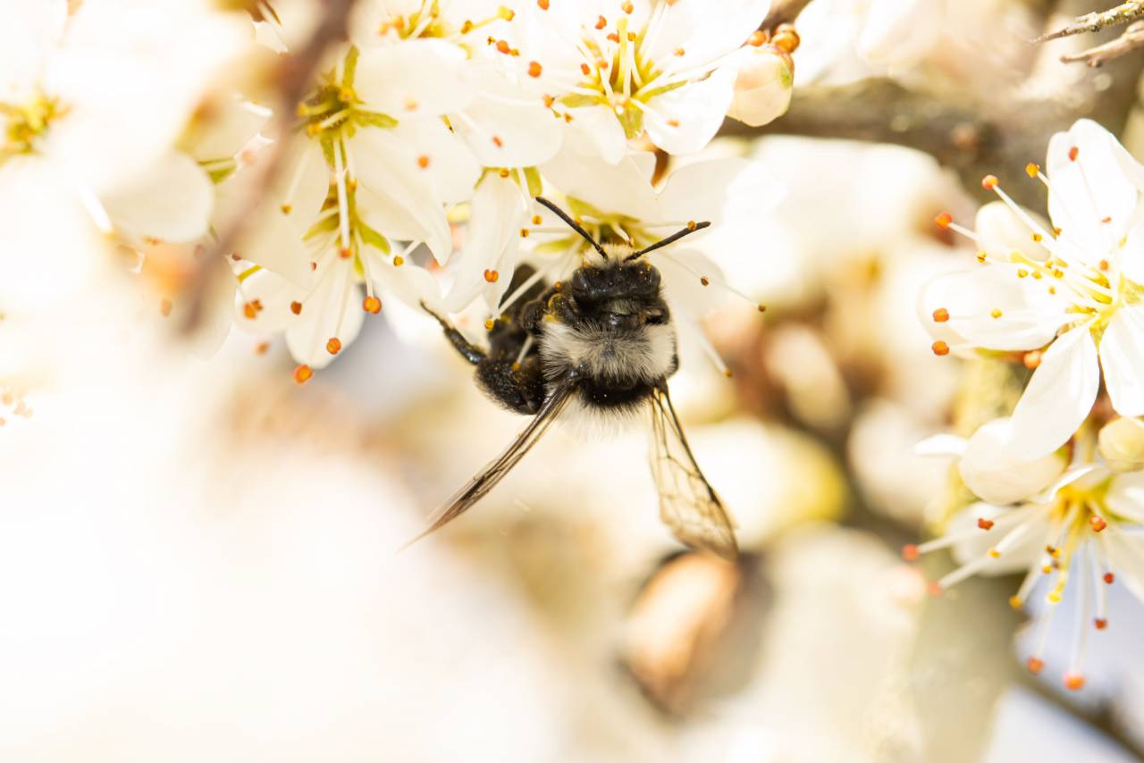 Curieux de Nature #11 : les abeilles sauvages, championnes de la pollinisation
