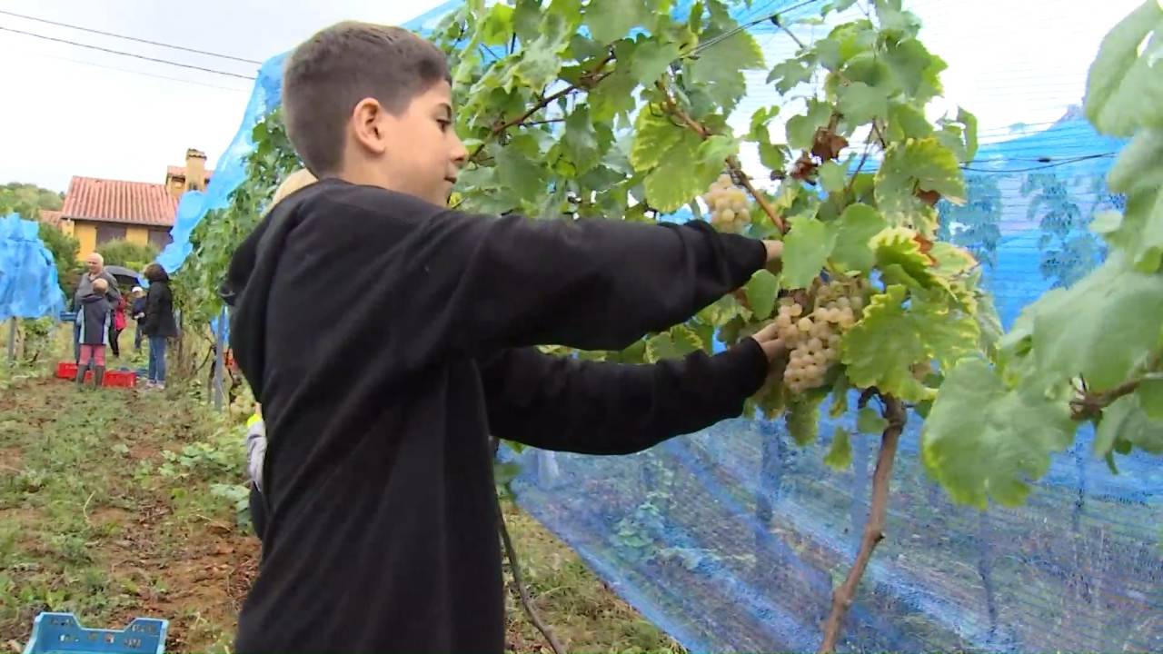 Rouvroy: vendanges pédagogiques au Clos de l'Epinette