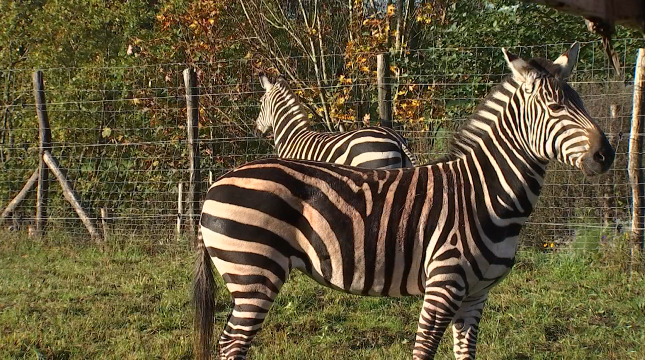 Deux zèbres sont arrivés au parc zoologique de Vaux-sur-Sûre