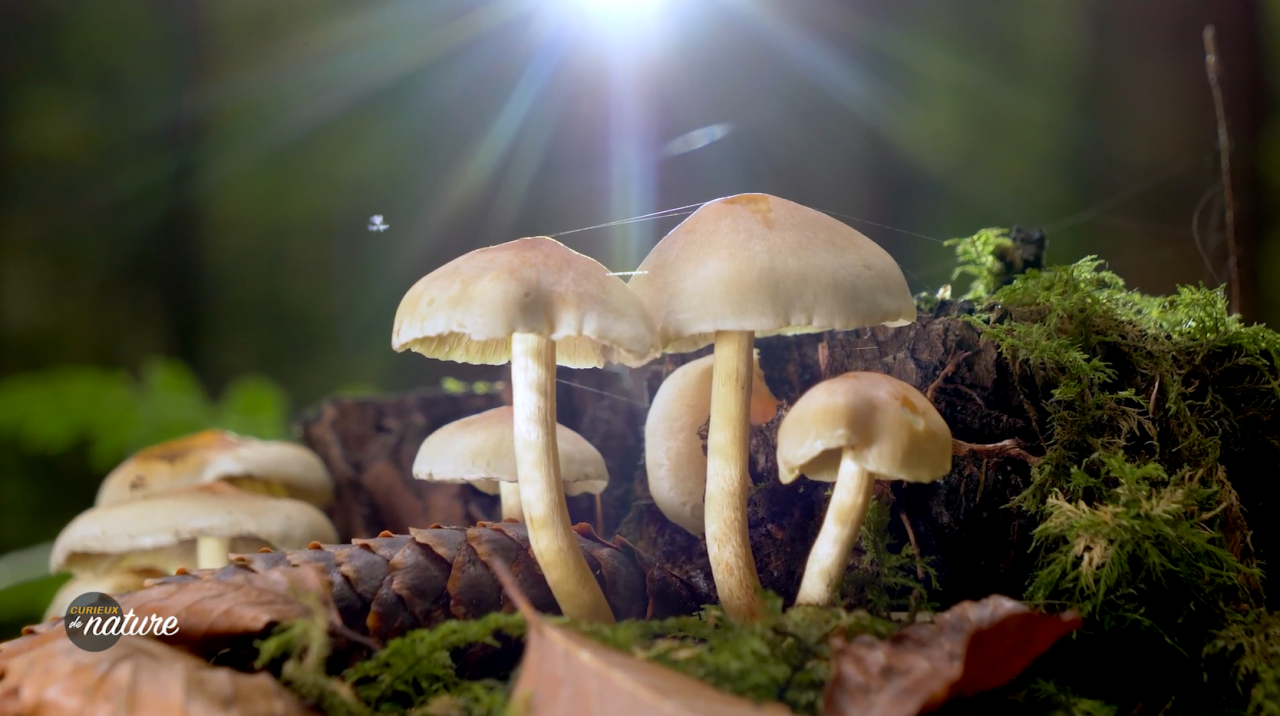 Curieux de Nature #13 : Les champignons, garants de l'équilibre de nos forêts