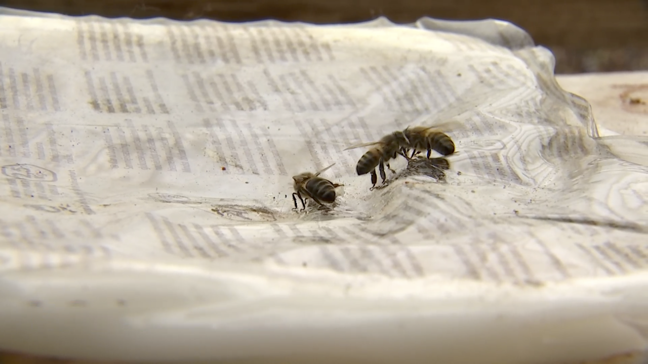 Bastogne : les frelons asiatiques bientôt de retour, la commune soutient les apiculteurs