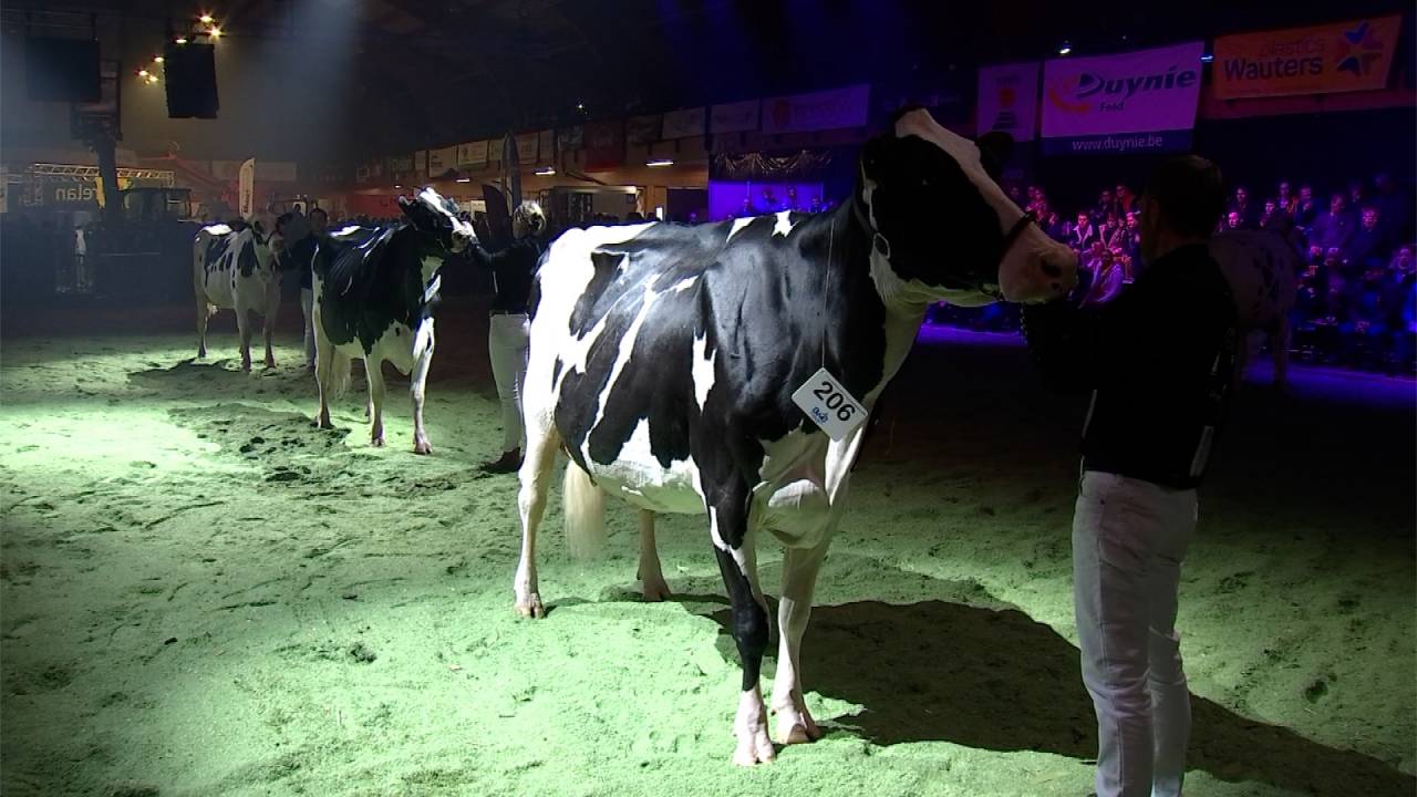 La Nuit de la Holstein, de retour à Libramont depuis 2018