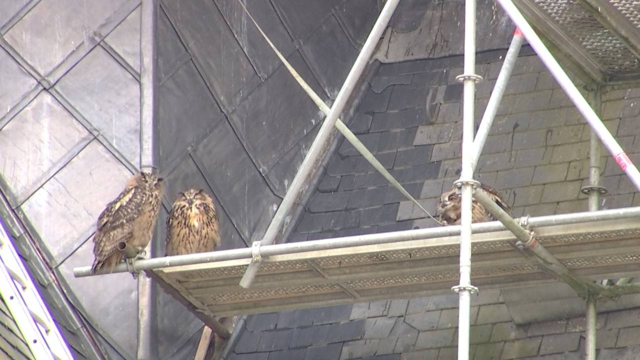 Des hiboux grand-duc nichent sur le toit de Saint-Martin à Arlon