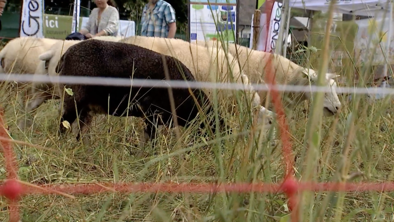 Des moutons au coeur du premier Village de l'agroécologie