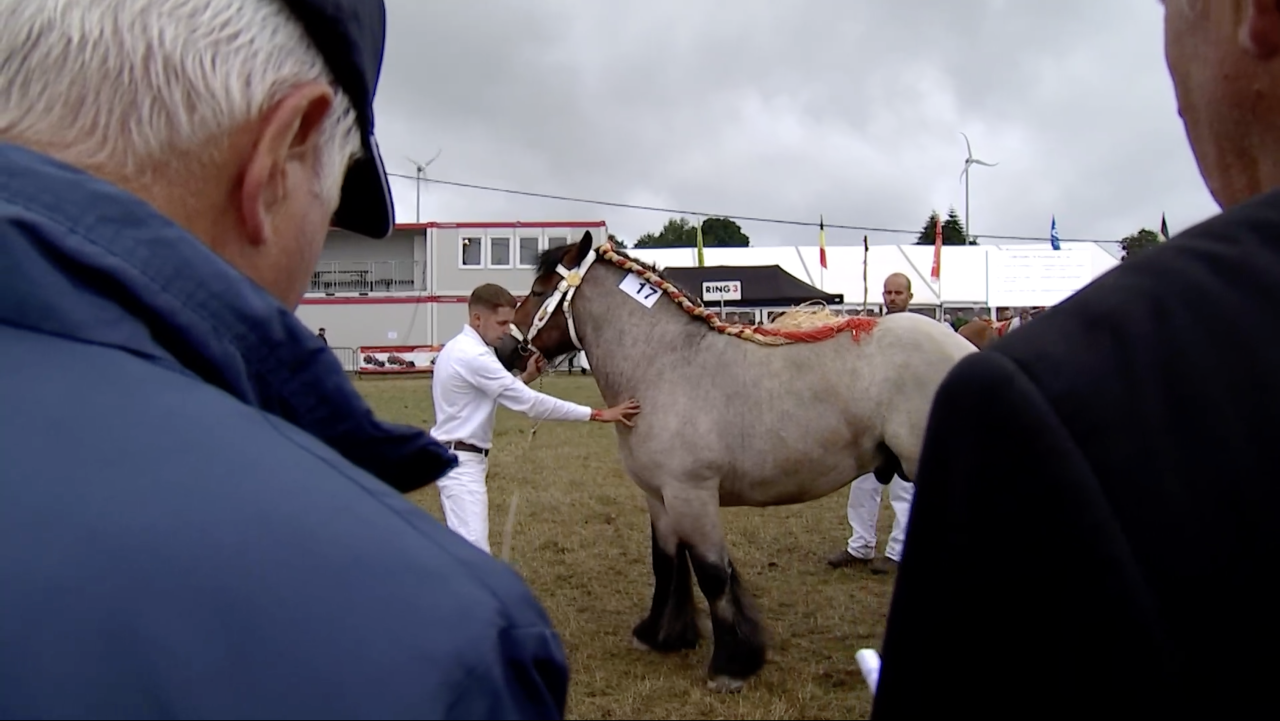 170 chevaux de trait ardennais représentent la race à Libramont