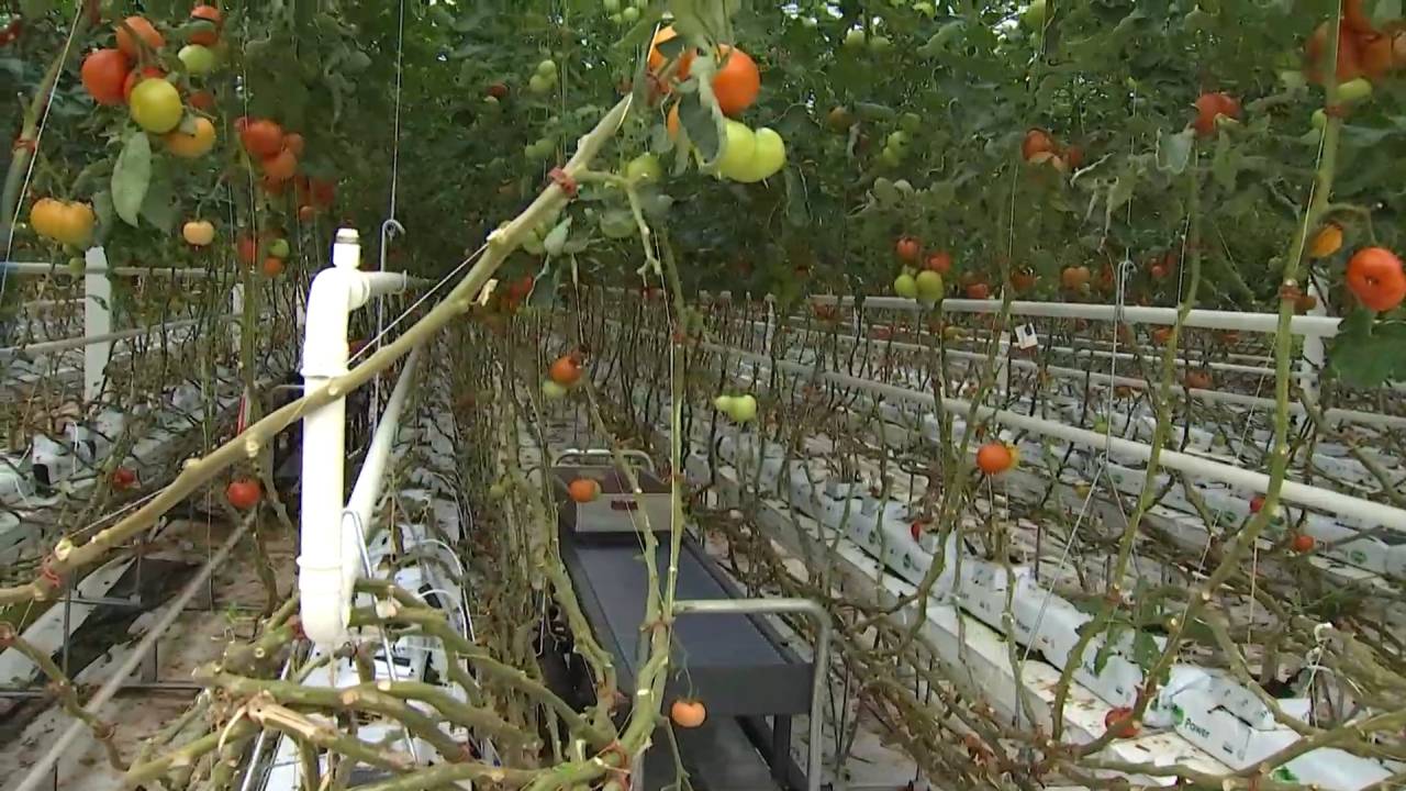 Attert : une serre de tomates 100 % autonome à la Ferme du Faascht 