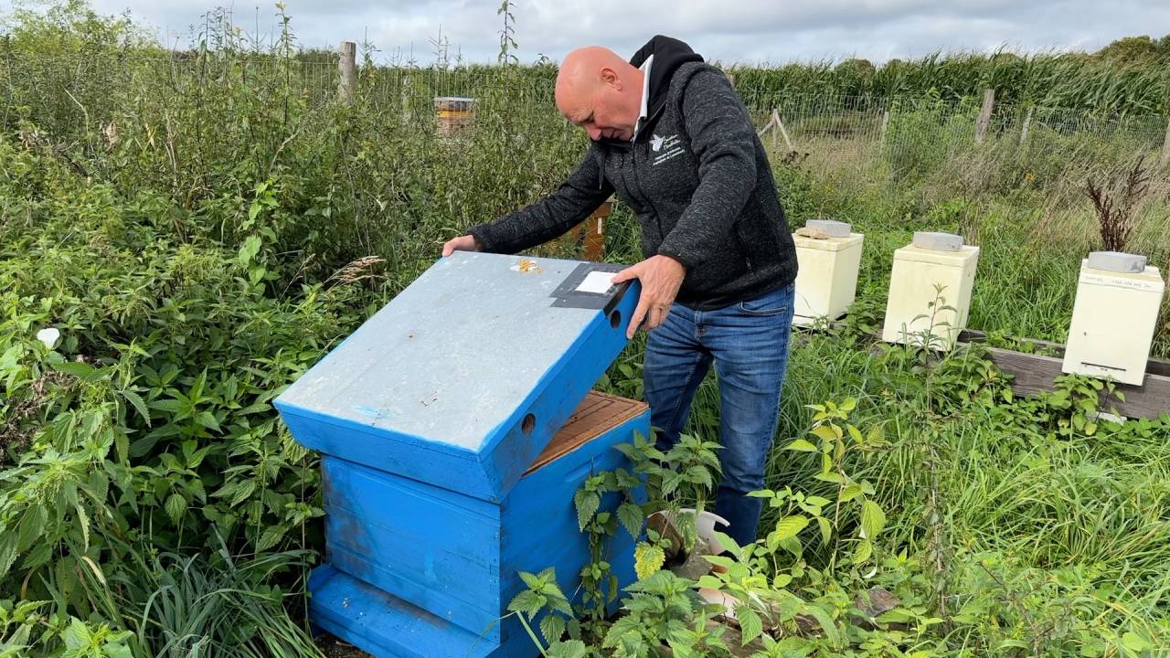 Loque européenne détectée sur Houffalize : des dizaines de ruchers menacés de destruction