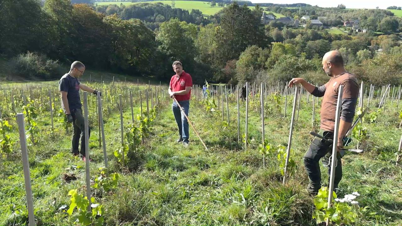 Erezée: la coopérative viticole Thier de Blier recherche coopérateurs