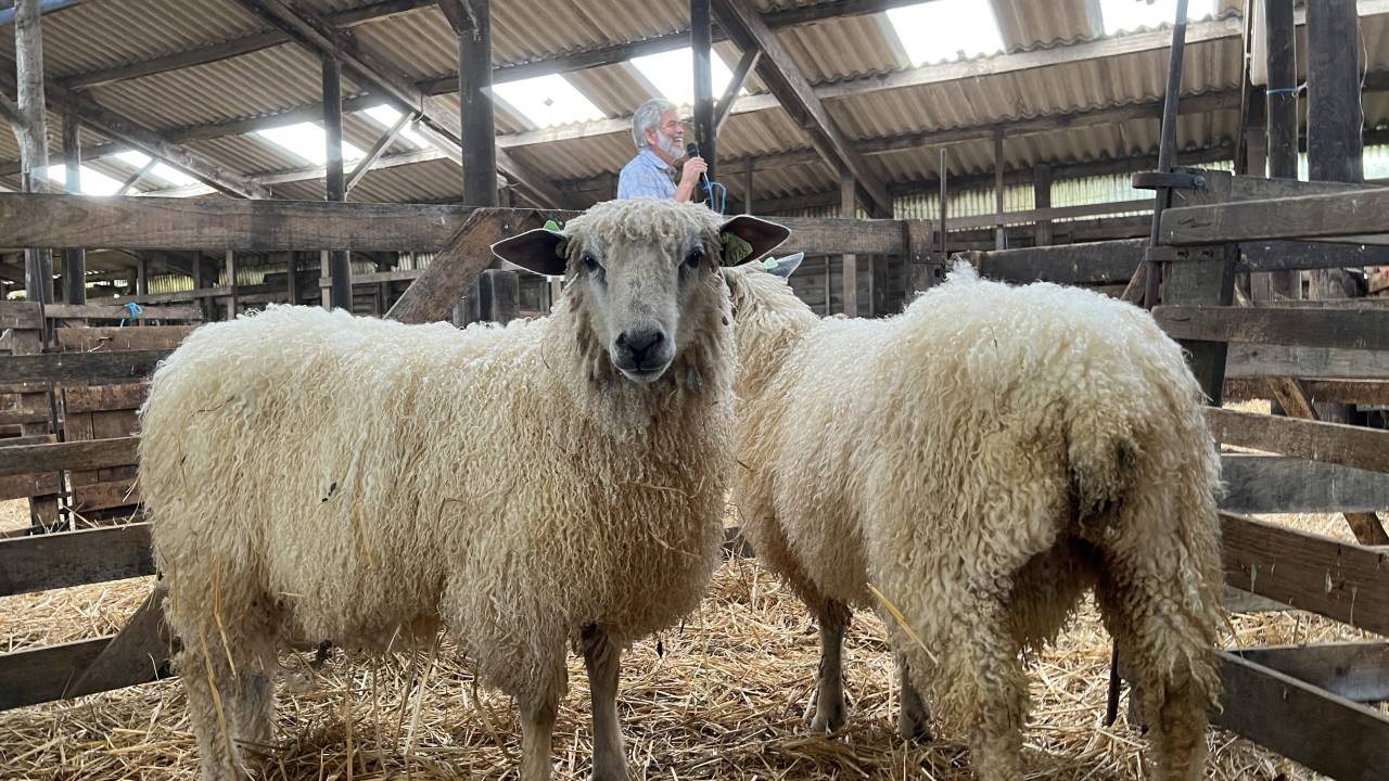 Lahage : la laine des coccinelles fête ses 10 ans
