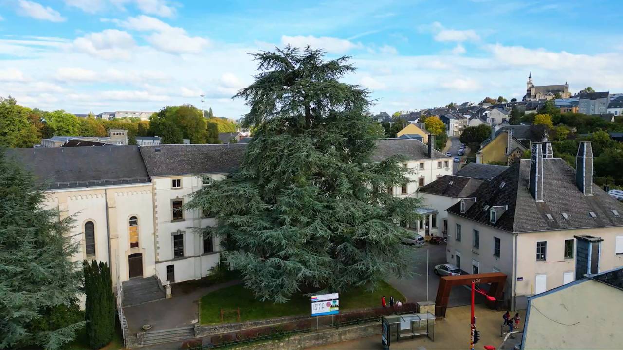 Arlon : le cèdre de l'Isma est l'arbre de l'année 2023