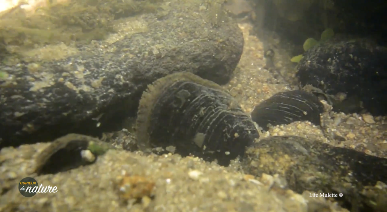 Curieux de Nature #23 : les moules de nos rivières en danger critique d'extinction