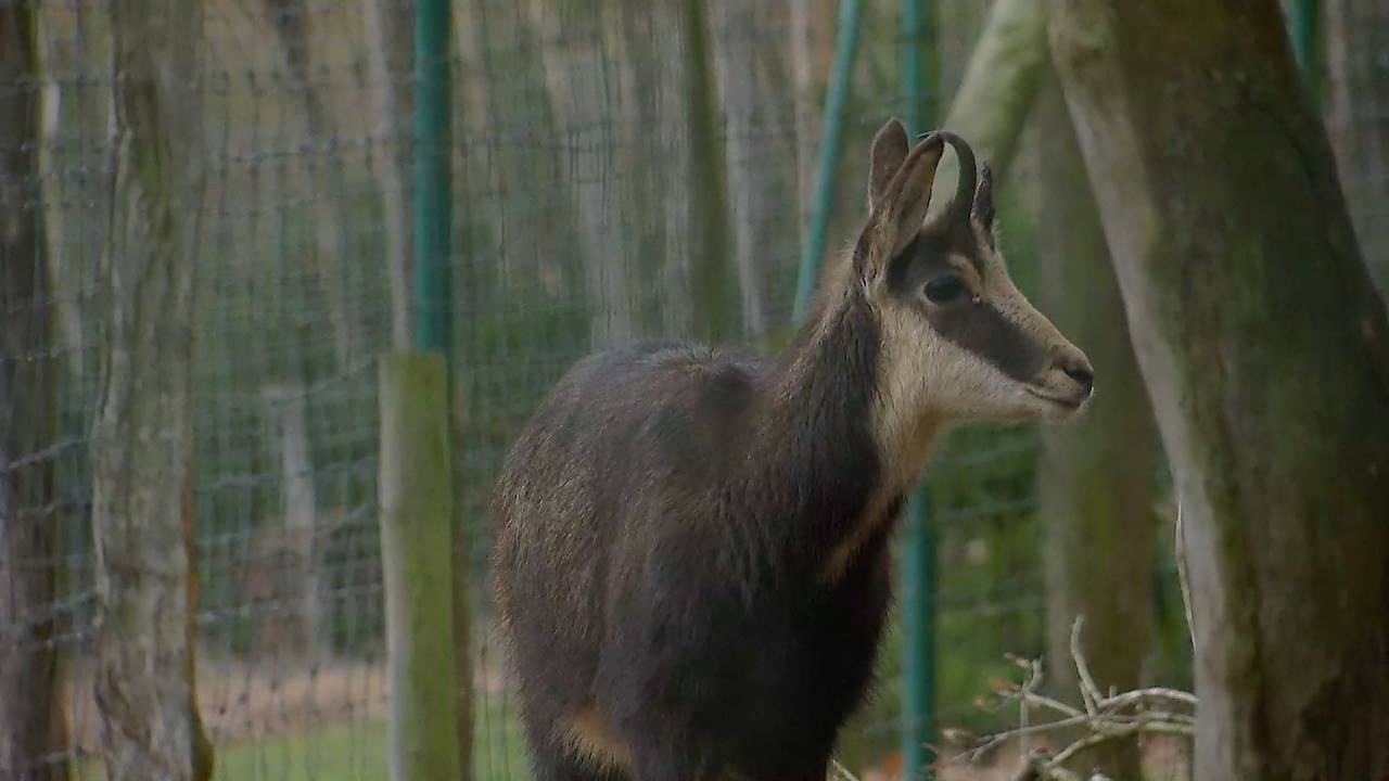 4 chamois au Parc à Gibier rochois