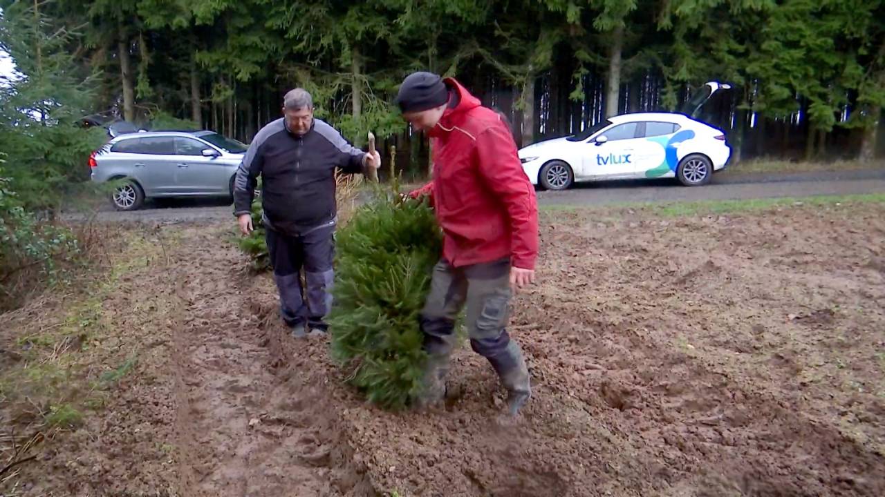 Des sapins de Noël en pot replantés dans une parcelle