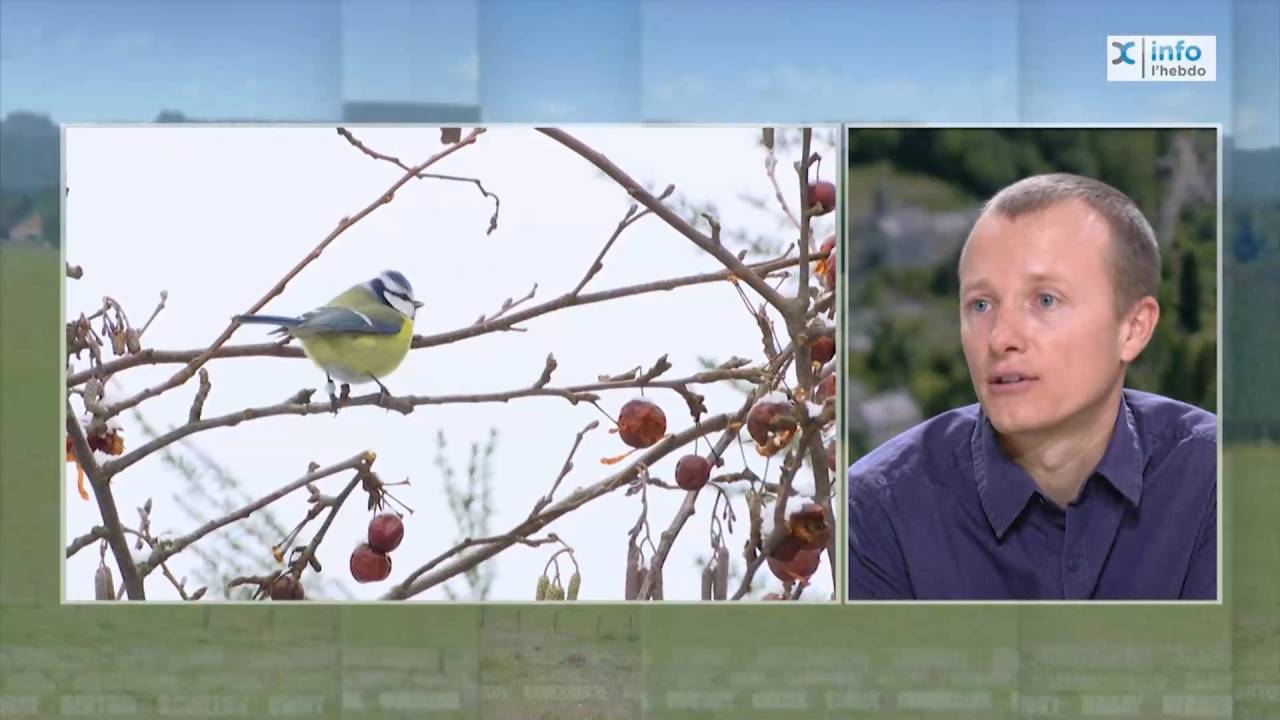 Le chant des oiseaux: c'est en hiver qu'il est judicieux de s'y intéresser