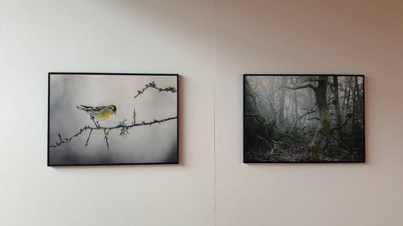 La forêt ardennaise vue par le photographe Martin Dellicour