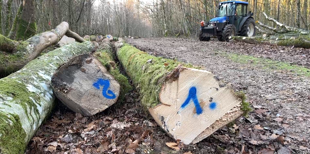 Une vente de bois en bord de route au profit des scieries locales