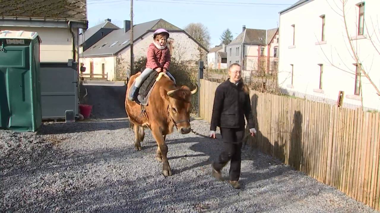 Le boeuf R2 D2, star du stage de la ferme d'animation des "Hauts comme trois pommes" à Wittimont