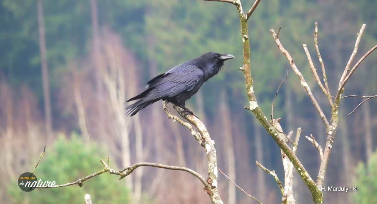Curieux de Nature : l'intelligence des corbeaux