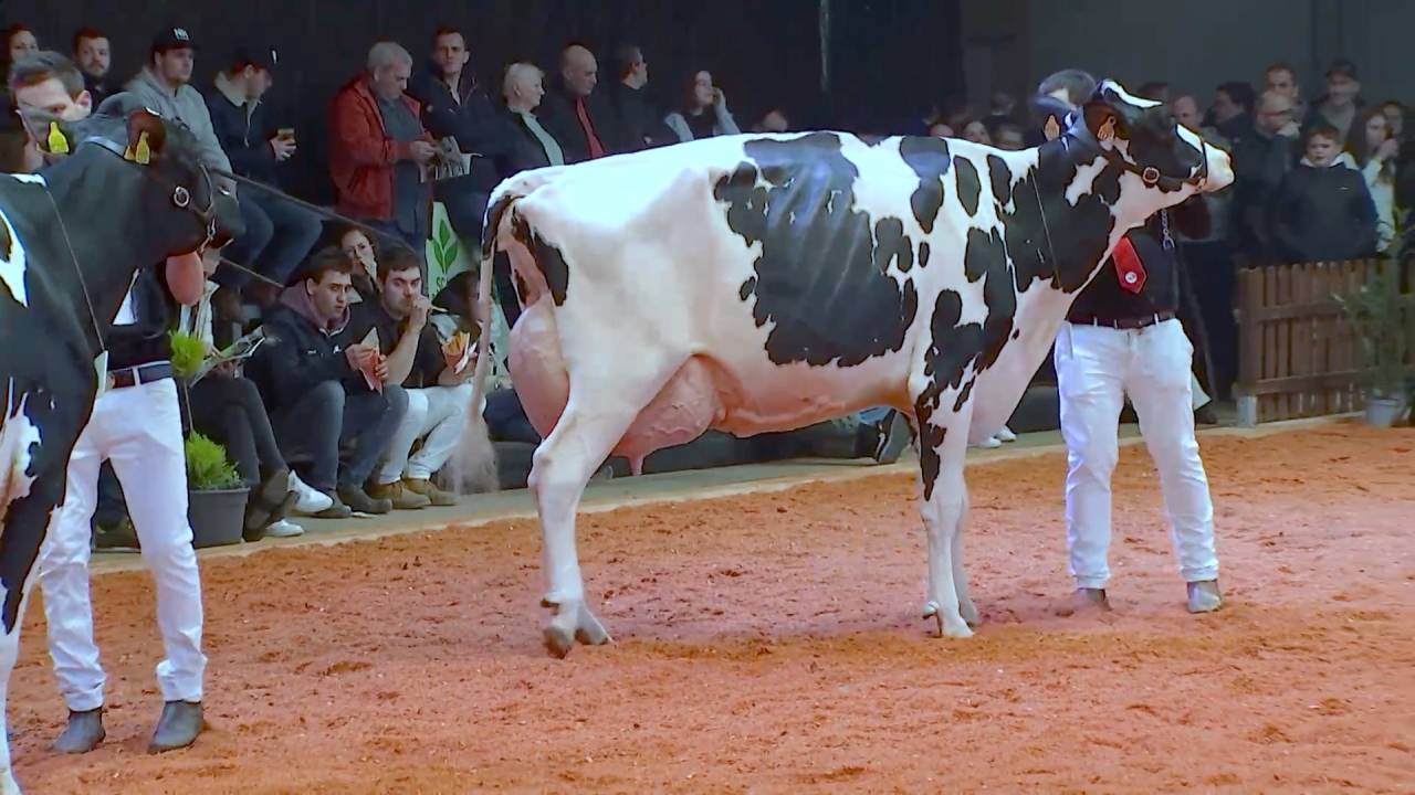 "La Holstein, c'est la formule 1 du lait"