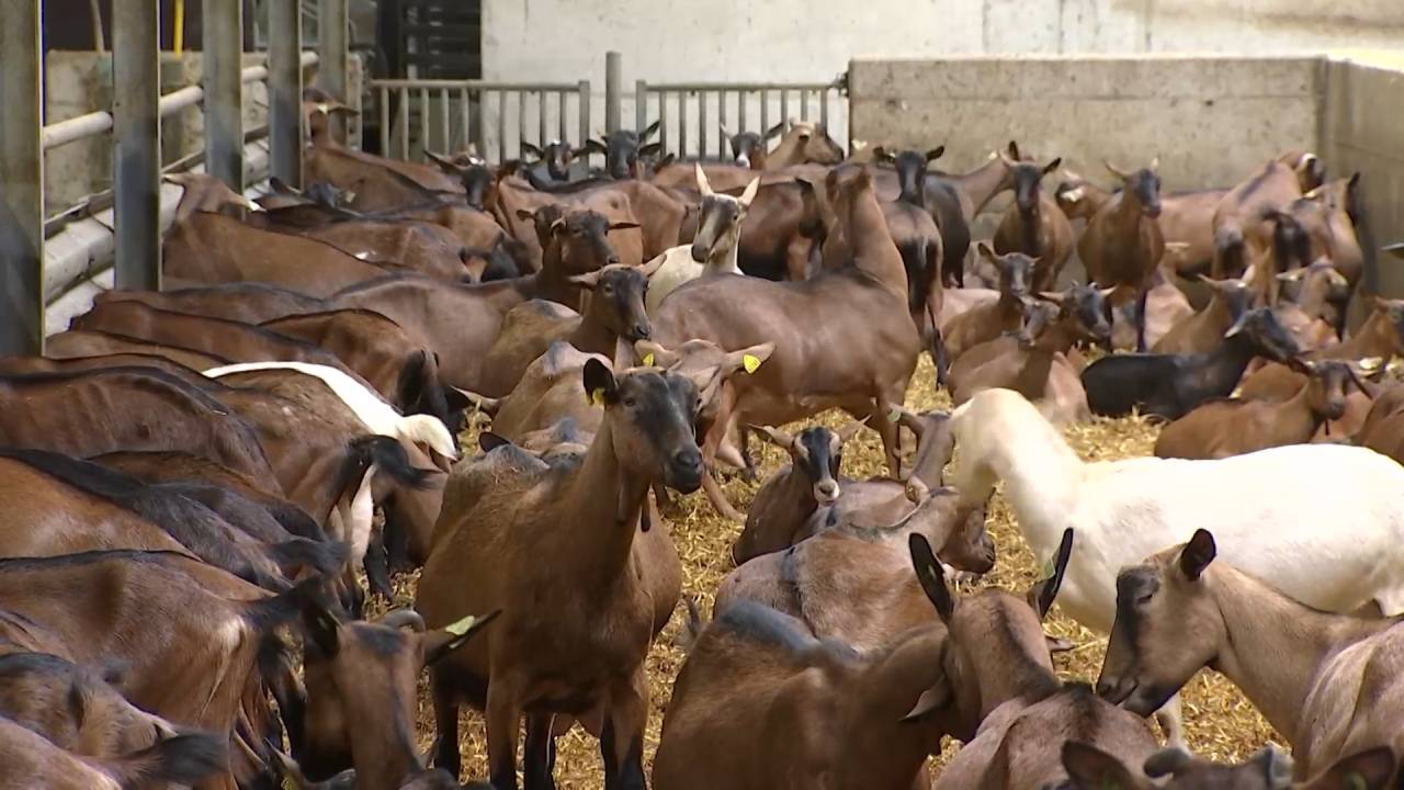 Une nouvelle filière pour valoriser la viande de chevreau