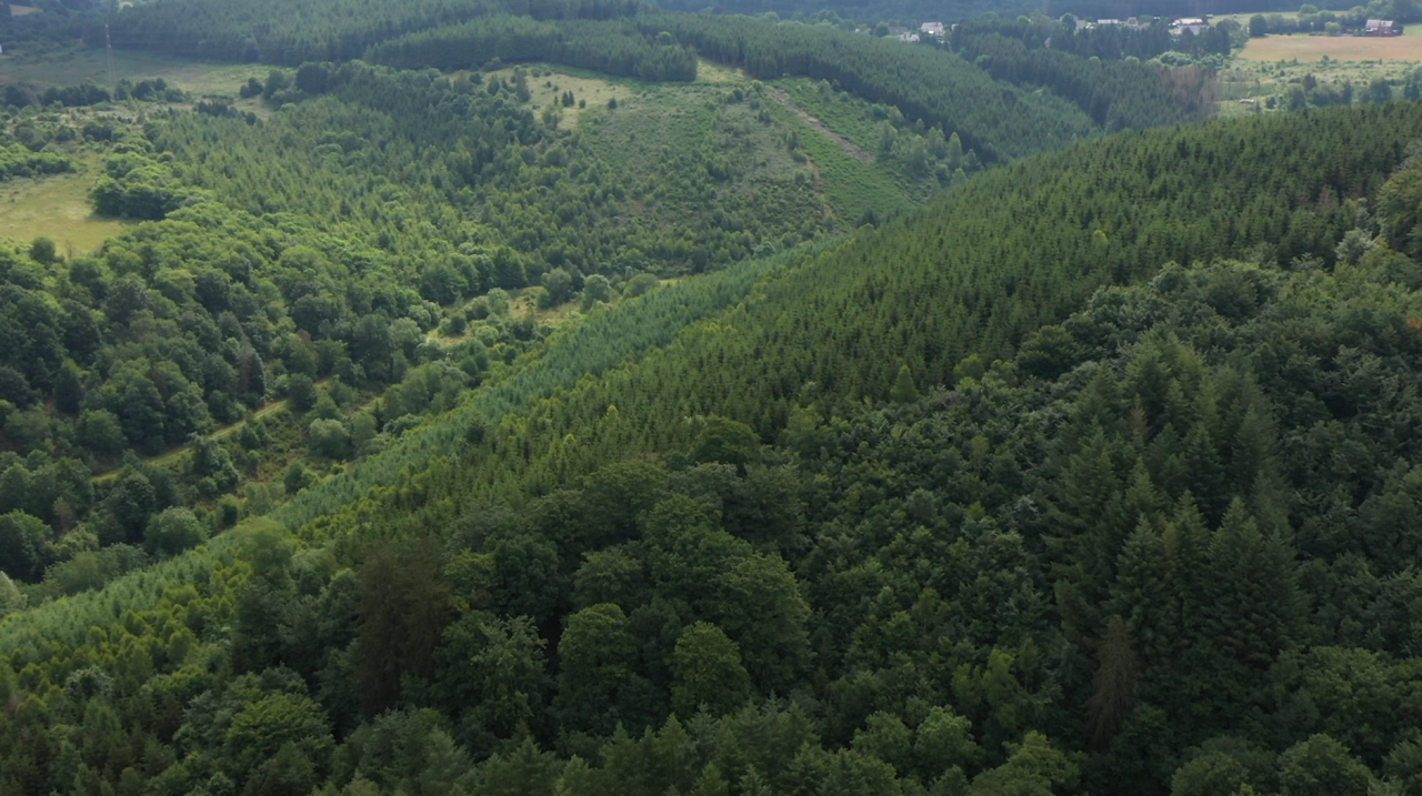 Libramont : l'avenir des forêts abordé lors des rencontres de la filière bois