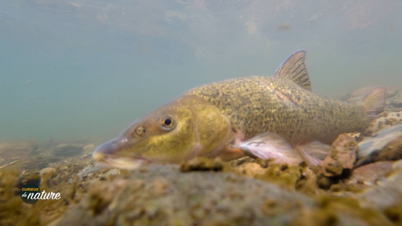 Curieux de Nature #28 : les poissons de nos rivières