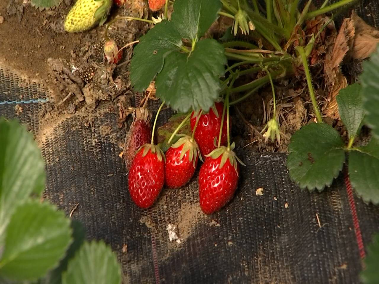 La saison des fraises a débuté à Signeulx : "elles sont délicieuses"