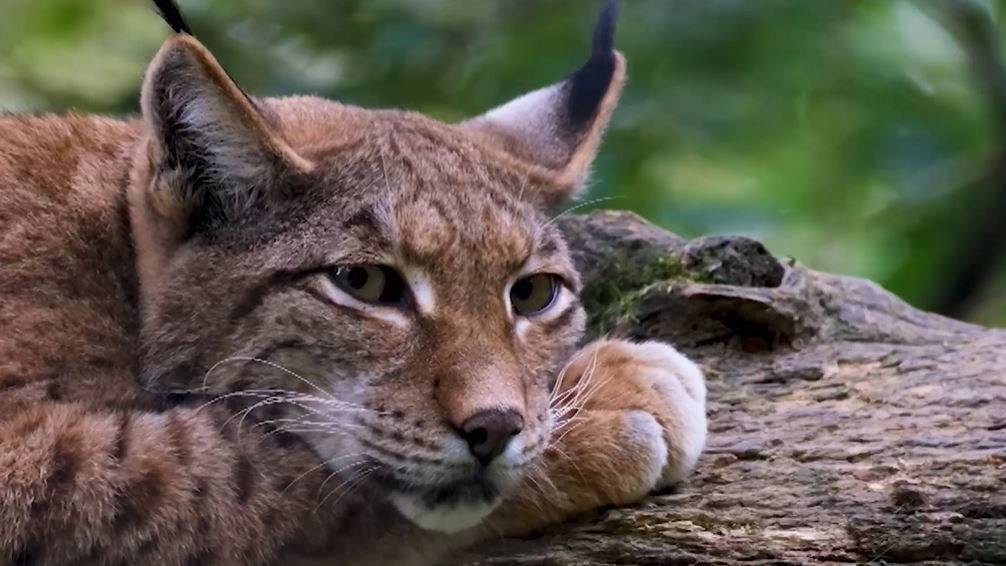 Le Parc national de la vallée de la Semois et le WWF veulent favoriser le retour du lynx