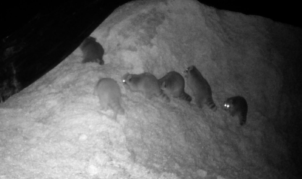 Hargimont : des silos détruits par des ratons laveurs