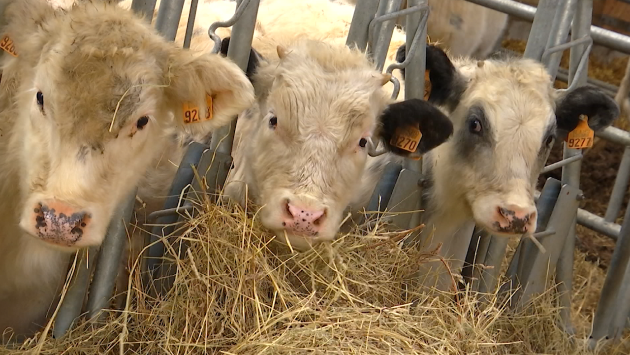 Manque cruel de vétérinaires en milieu agricole: "La situation est urgente"