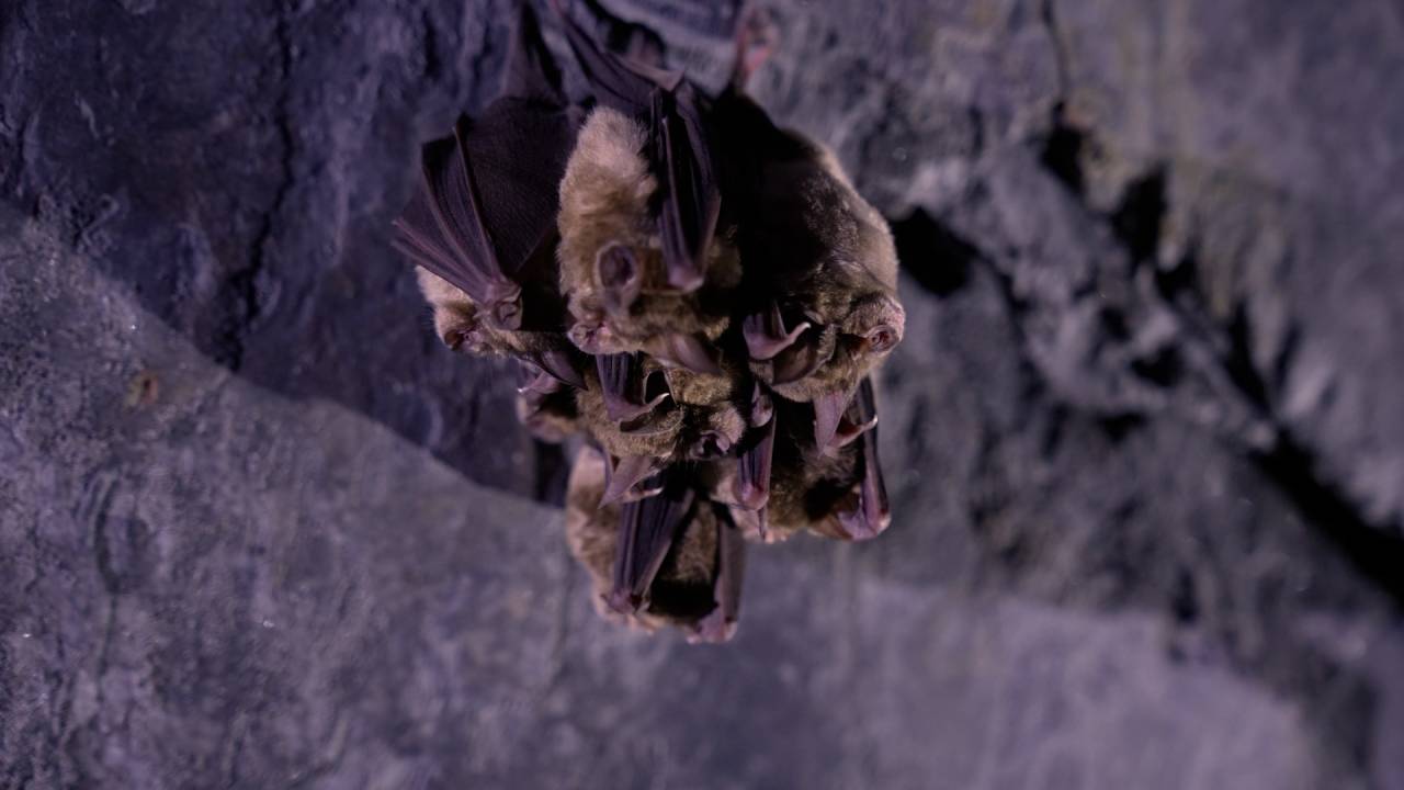 Avez-vous des chauves-souris chez vous ?