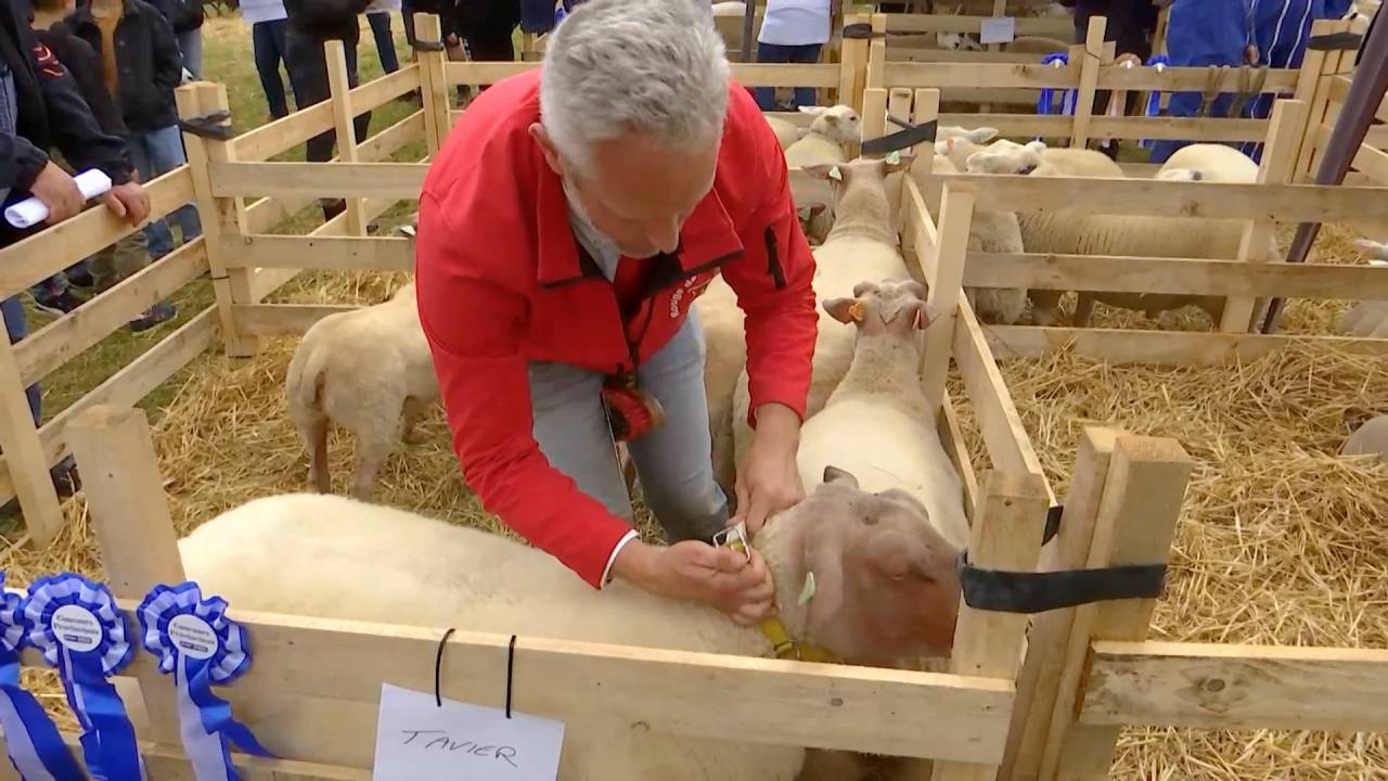 300 moutons au concours provincial à Ochamps